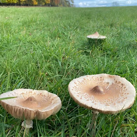 Domecek Pod Holym Vrchem Σπίτι διακοπών